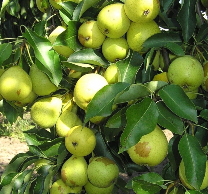 Груша Скороспелка из Мичуринска (Pyrus communis 'Skorospelka iz Michurinska')