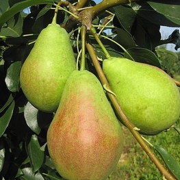 Груша Аллегро (Pyrus communis 'Allegro')