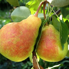 Груша Ранняя летняя (Pyrus communis 'Rannyaya Letnyaya')