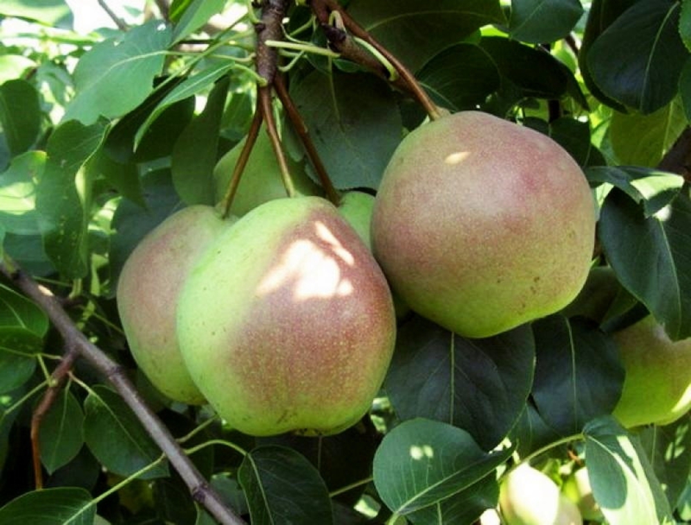 Груша Десертная Россошанская (Pyrus communis 'Desertnaya Rossoshanskaya')