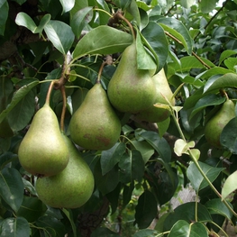 Груша Осенняя Яковлева (Pyrus communis 'Osennyaya Yakovleva')
