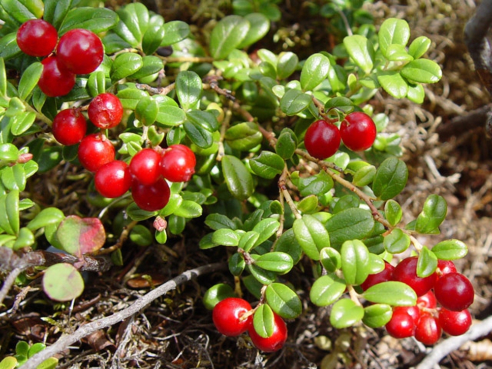 Брусника обыкновенная (Vaccinium vitis-idaea)