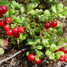 Брусника обыкновенная (Vaccinium vitis-idaea)