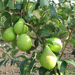 Груша Августовская (Pyrus communis 'Avgustovskaya')