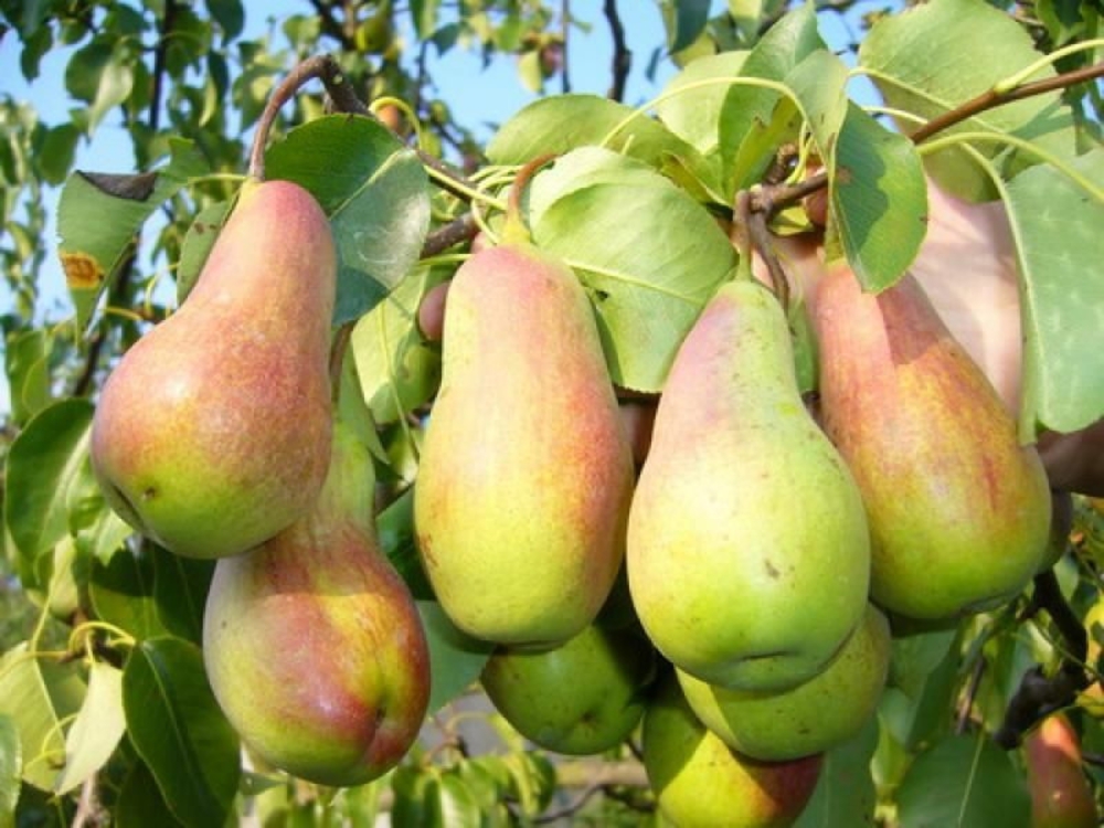 Груша Талгарская (Pyrus communis 'Talgarskaya')