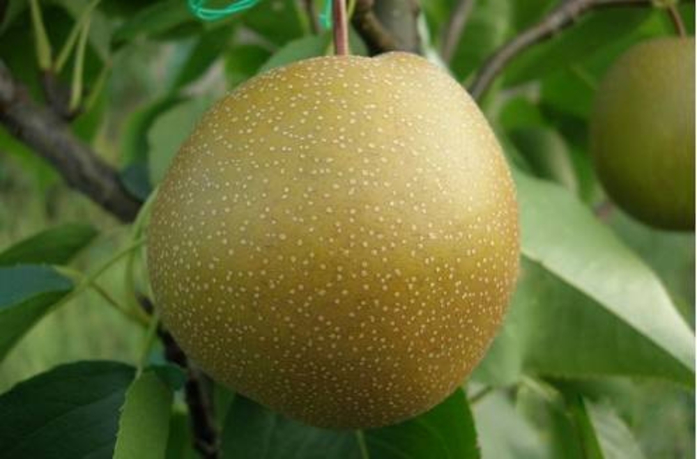 Груша Утренняя свежесть (Pyrus communis 'Utrennyaya Svezhest')