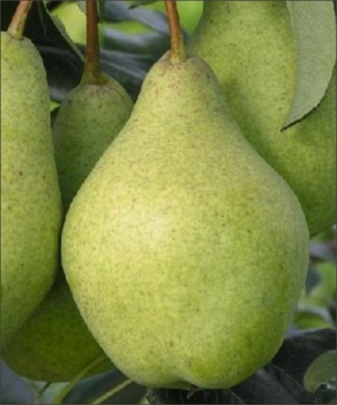 Груша Орловская Красавица (Pyrus communis 'Orlovskaya Krasavitsa')