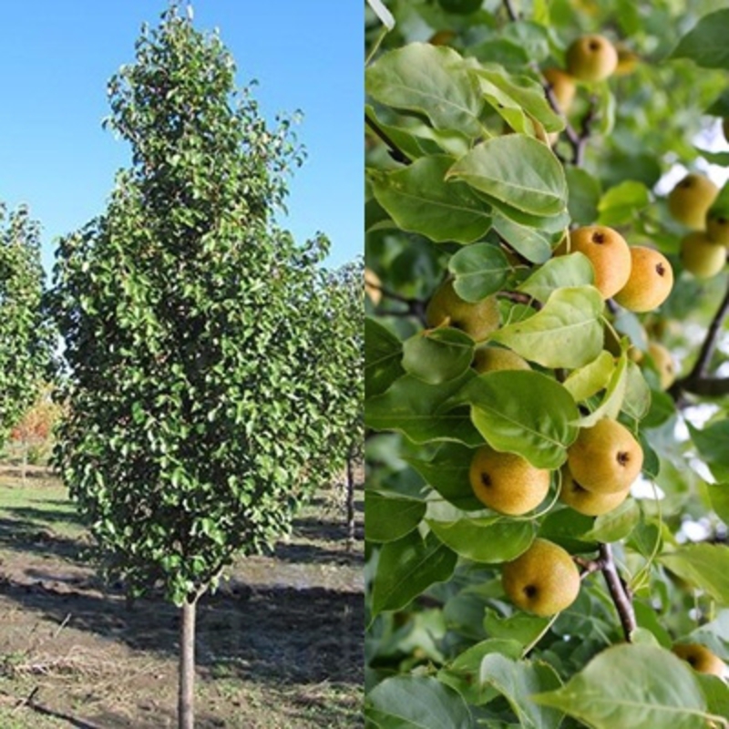 Груша уссурийская (Pyrus ussuriensis)