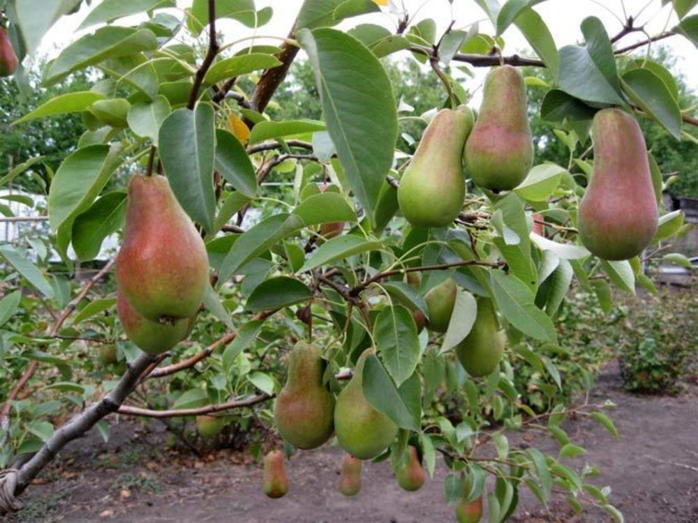Декоративная груша Бич Хилл (Pyrus calleryana 'Beech Hill')