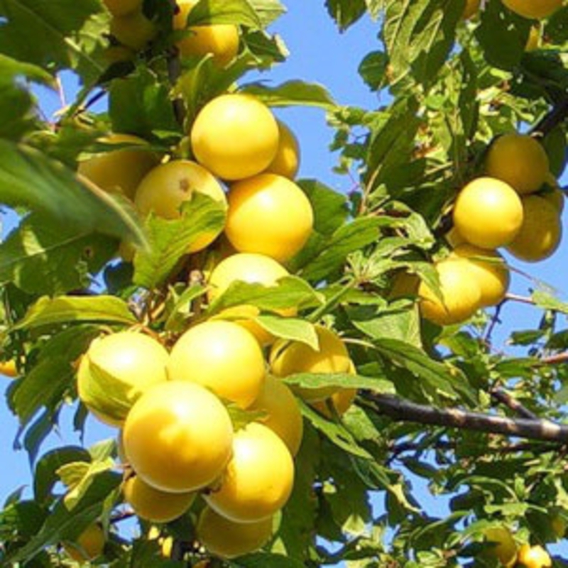 Слива Очаковская желтая (Prunus domestica 'Ochakovskaya Zheltyaya')