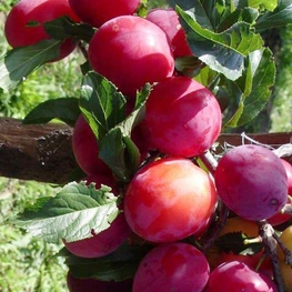 Слива китайская Скороплодная (Prunus salicina 'Skoroplodnaya')