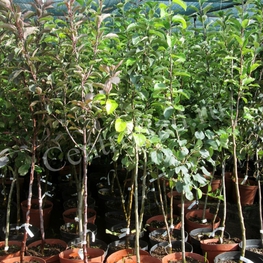 Слива китайская Скороплодная (Prunus salicina 'Skoroplodnaya')
