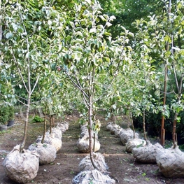 Слива китайская Скороплодная (Prunus salicina 'Skoroplodnaya')