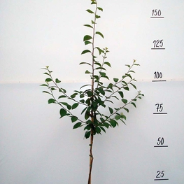 Слива домашняя Этюд (Prunus domestica 'Etyud')