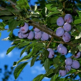 Слива домашняя Ника (Prunus domestica 'Nika')