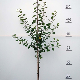 Слива домашняя Заречная ранняя (Prunus domestica 'Zarechnaya Rannyaya')