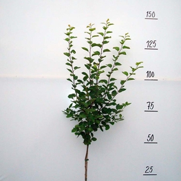 Слива домашняя Волжская красавица (Prunus domestica 'Volzhskaya Krasavitsa')