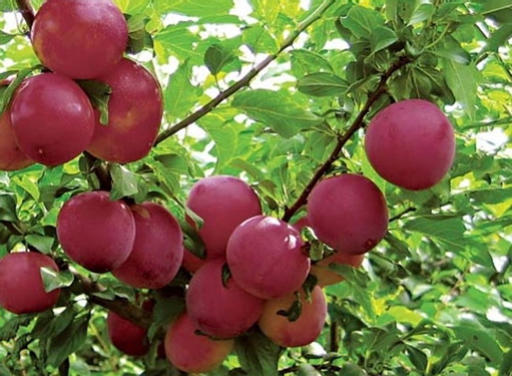 Слива Красномясная (Prunus salicina 'Krasnomyasnaya')