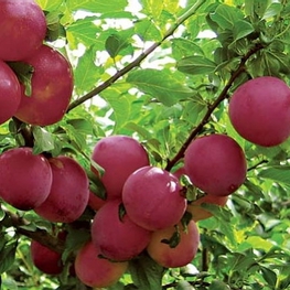 Слива Красномясная (Prunus salicina 'Krasnomyasnaya')