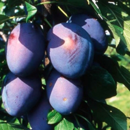 Слива китайская Орловская мечта (Prunus salicina 'Orlovskaya Mechta')