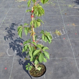 Девичий виноград (Parthenocissus)