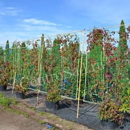 Девичий виноград (Parthenocissus)