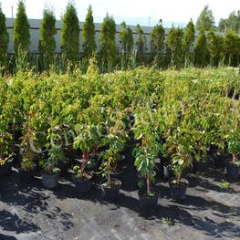 Девичий виноград (Parthenocissus)