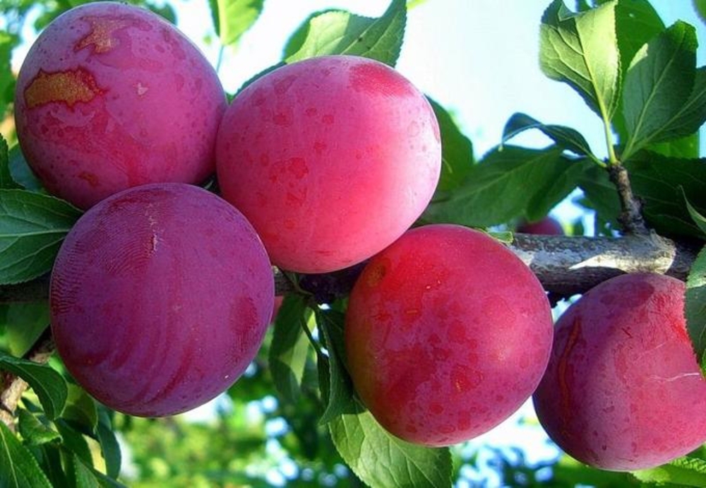 Слива домашняя Болховчанка (Prunus domestica 'Bolkhovchanka')