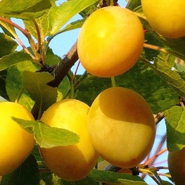 Слива домашняя Ренклод колхозный (Prunus domestica 'Renklod Kolkhoznyy')