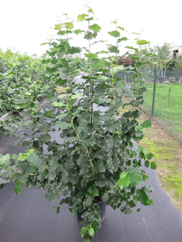 Лещина обыкновенная (Орешник) Болвиллер (Corylus avellana 'Bollwiller')