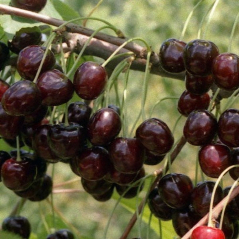 Черешня Ленинградская (Prunus avium 'Leningradskaya')