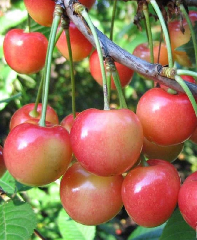 Черешня Северная (Prunus avium 'Severnaya')