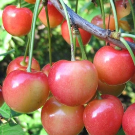 Черешня Северная (Prunus avium 'Severnaya')