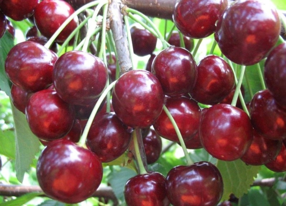 Черешня Тютчевка (Prunus avium 'Tyutchevka')