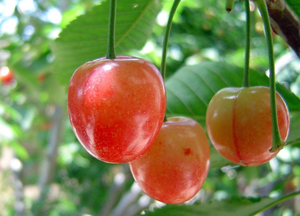 Черешня Подарок Юбиляру (Prunus avium 'Podarok Yubilyaru')