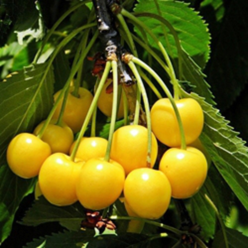 Черешня Янтарная (Prunus avium 'Yantarnaya')