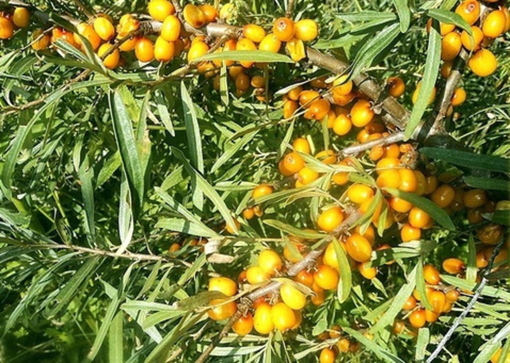 Облепиха Алтайская (Hippophae rhamnoides 'Altayskaya')