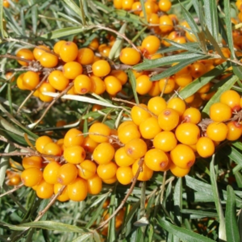 Облепиха Любимая (Hippophae rhamnoides 'Lyubimaya')