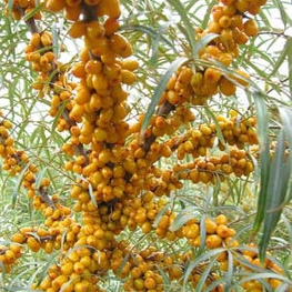 Облепиха Нижегородская сладкая (Hippophae rhamnoides 'Nizhegorodskaya Sladkaya')