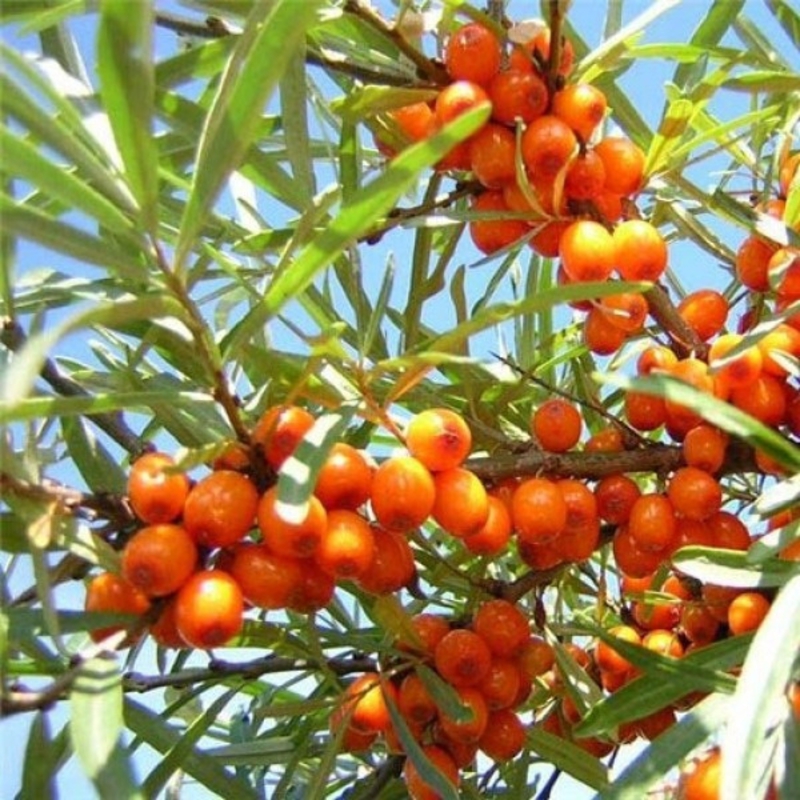 Облепиха Пантелеевская (Hippophae rhamnoides 'Panteleevskaya')