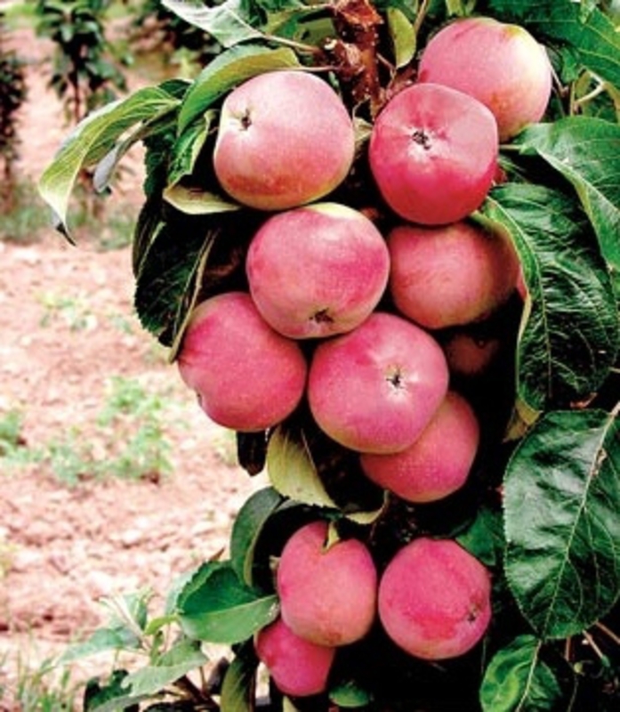 Яблоня колоновидная Ранетка (Malus domestica 'Ranetka')