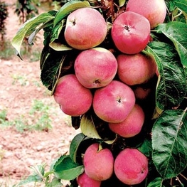 Яблоня колоновидная Ранетка (Malus domestica 'Ranetka')