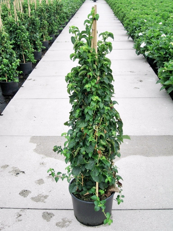 Гортензия черешковая (Hydrangea anomala subsp. petiolaris)