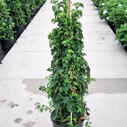 Гортензия черешковая (Hydrangea anomala subsp. petiolaris)