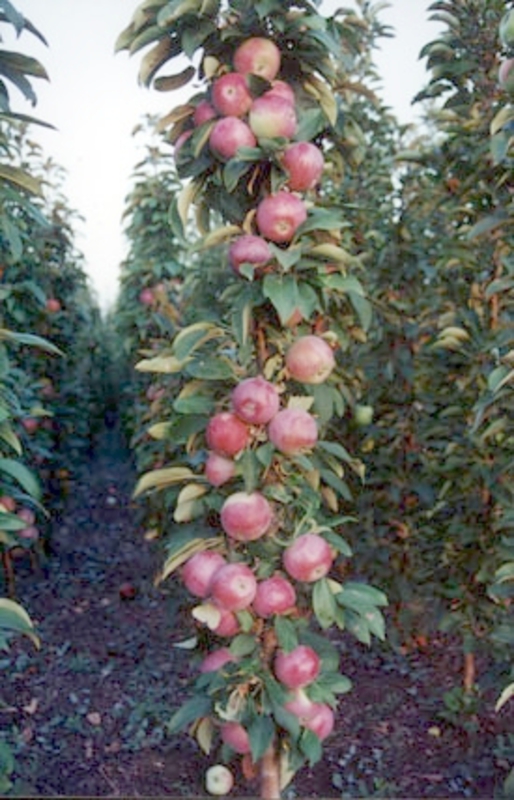 Яблоня колоновидная Московское ожерелье (Malus domestica 'Moskovskoe Ozherelye')