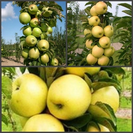 Яблоня колоновидная с 3-мя прививками (Malus domestica)