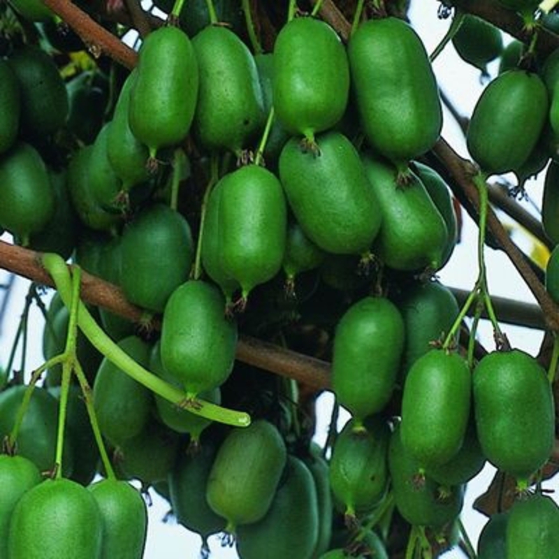 Актинидия аргута Иссаи (Actinidia arguta 'Issai')