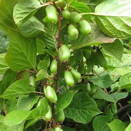 Актинидия коломикта Адам (Actinidia kolomikta 'Adam')