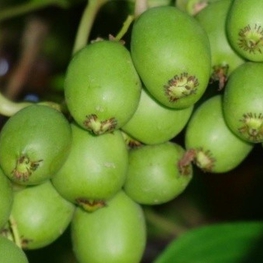 Актинидия коломикта Сентябрьская (Actinidia kolomikta 'Sientabrskaya')