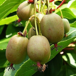 Актинидия гибридная Гибрида (Actinidia x hybrida 'Hibrida')